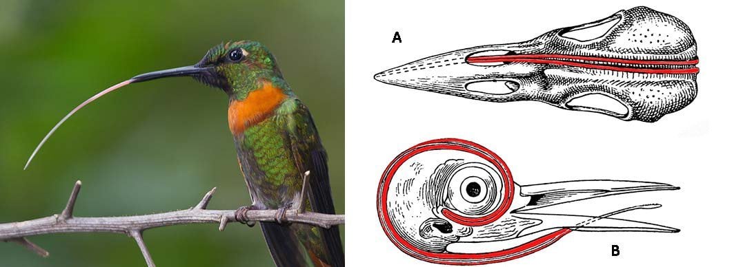 Image result for hummingbird tongue diagram