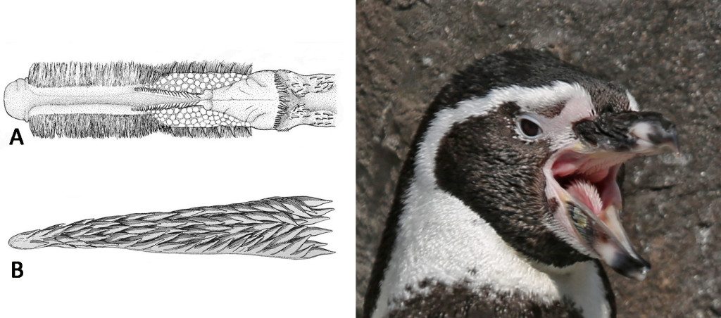 Figure 5: (A) Cinammon teal, (B) Penguin. Drawings by L.L. Gardner, 1925 Figure 6: Picture of Humboldt Penguin showing the barbed tongue and roof of mouth. Photo by N. Johnston