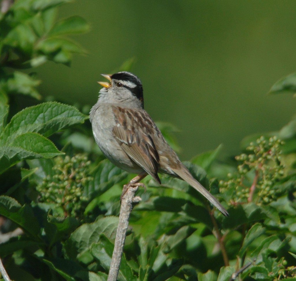 Nuttall's White-crowned Sparrow – local, non-migrant breeder whose numbers have increased significantly on Mt. Davidson due to the city's Natural Areas Program.  Photo by Eddie Bartley.