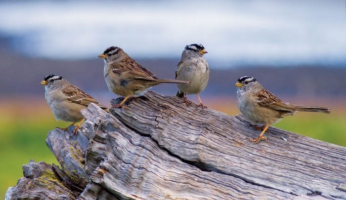 White-crowned Sparrows by Davor Desancic