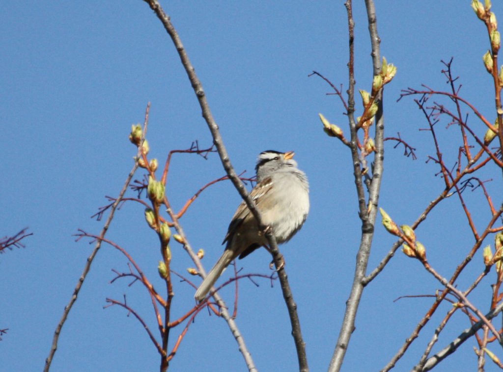 White-crowned Sparrow in Alaska / Photo by Beth Peluso