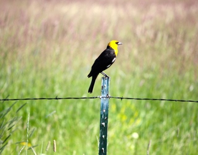 Yellow-headed Blackbird by John Tysell