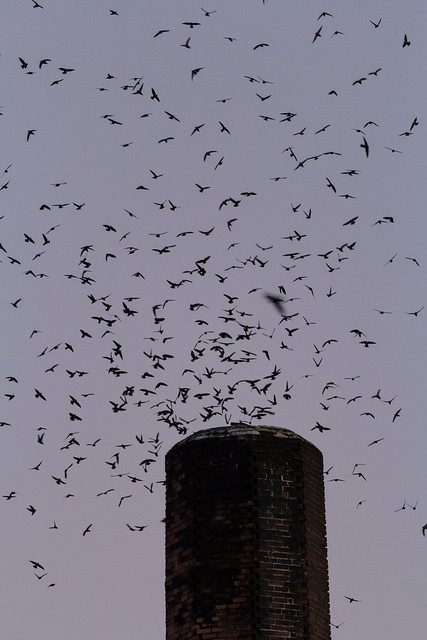 Faux's Swifts approach the chimney in 2014 / Photo by Michael Helm